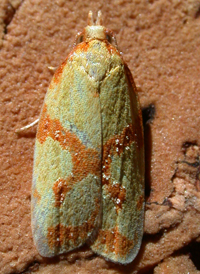 Sulphur Fruit Tortrix